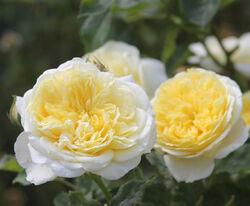 Роза английская кустовая Пилигрим 5л 5-летка